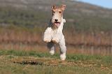 FOX TERRIER 481